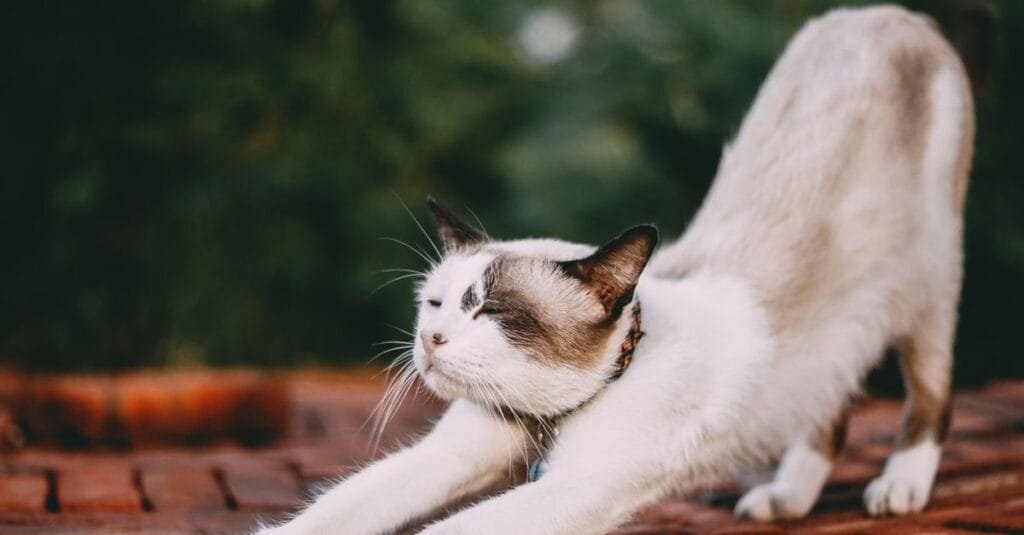Cat in a full-body stretch against brick